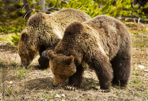 Grizzly Bear mother & Cub