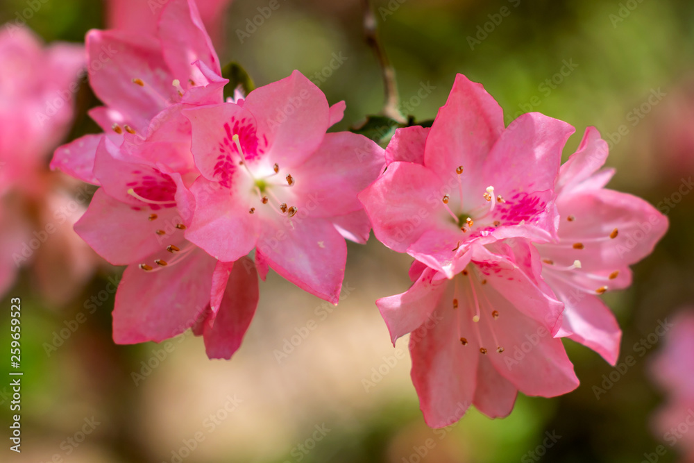 Macro images of phlox paniculata Macro images of phlox paniculata