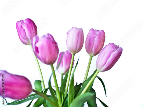 Beautiful bouquet of pink tulips with selective focus, Liliaceae Lilieae tulipa, with green leaves isolated on white.