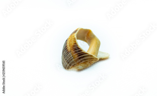Isolated exotic shell
