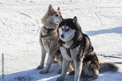 two cute Siberian Husky dogs sit in dog sledge farm in winter