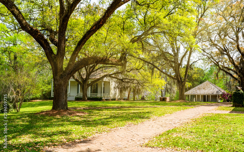 The landscape of southern plantation The landscape of southern plantation