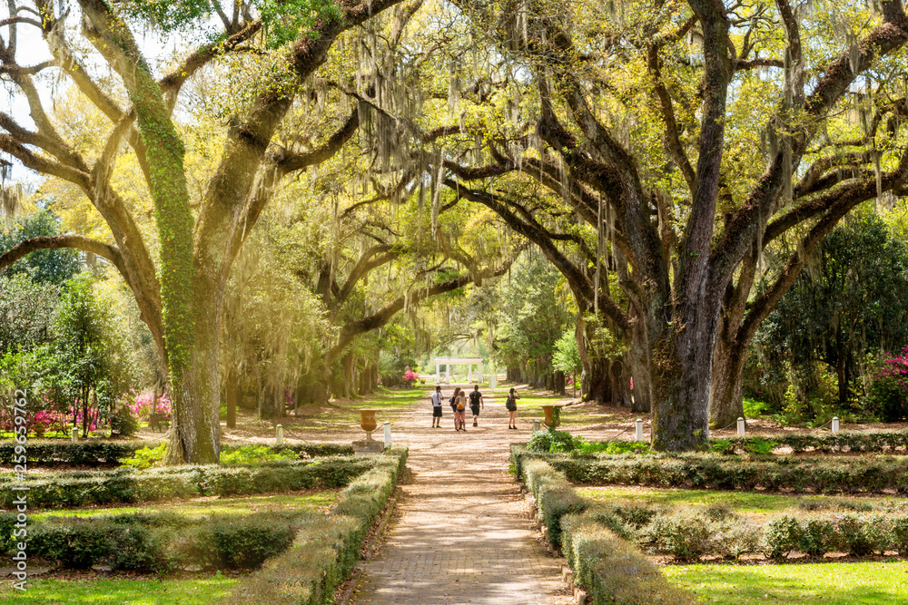 Obraz premium The landscape of southern plantation