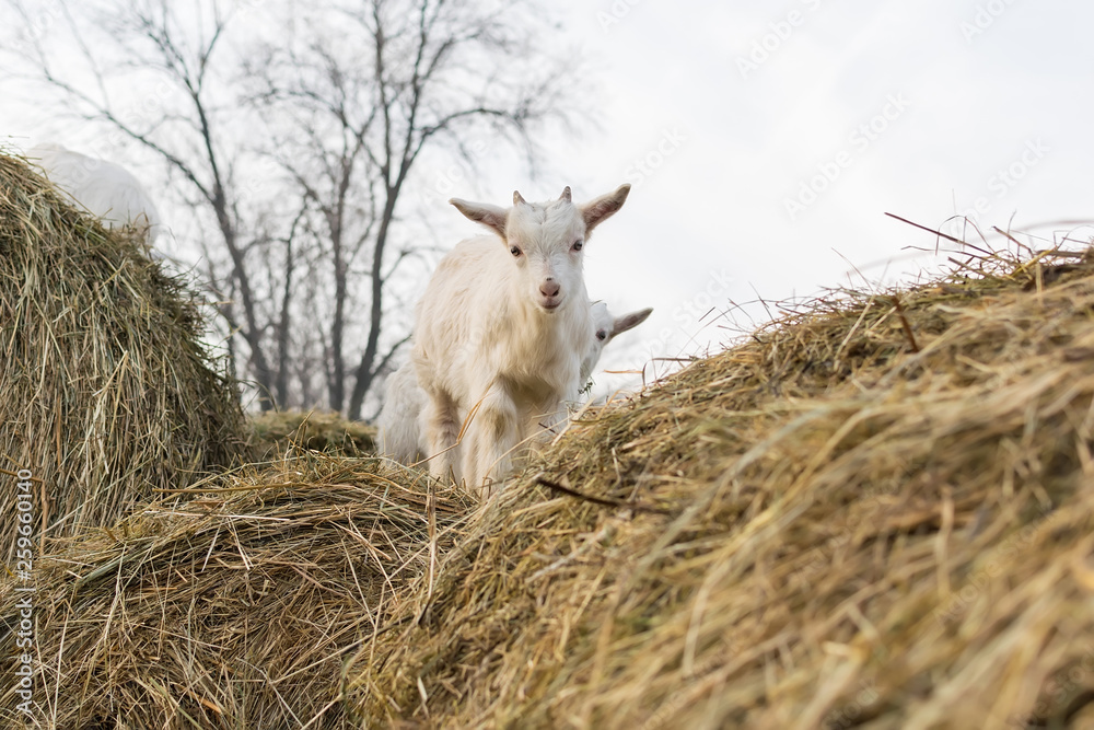 Fototapeta premium A pretty little white goat standing on a haystack