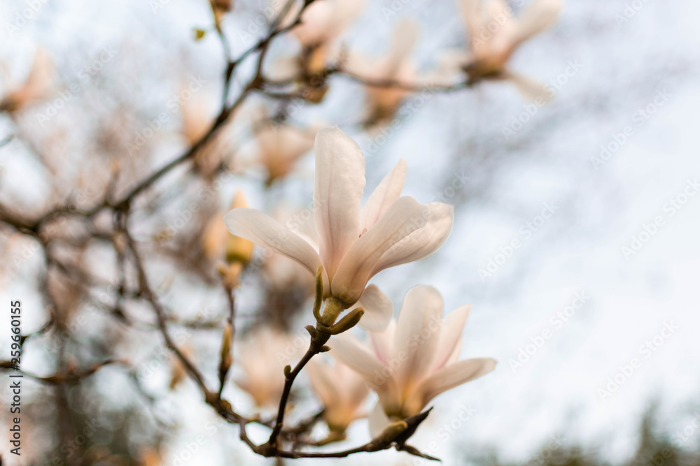 White Flower in tree