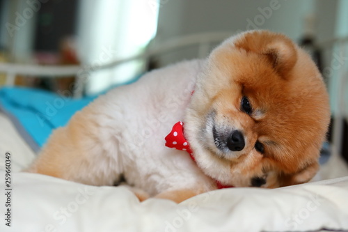 adorable pomeranian dog small animal in home, cute pet grooming face round short hairstyle