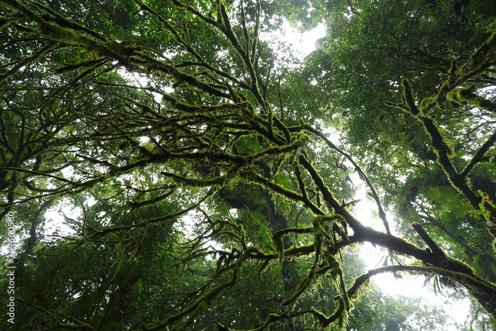 Fototapeta premium sunlight throught green moss on nature tree of greenery rainforest jungle