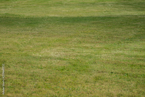 green grass texture background