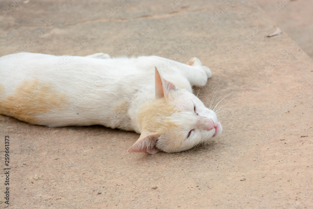 Brown and white Cat Image Brown and white Cat Image