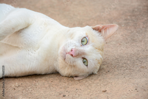 Brown and white Cat Image