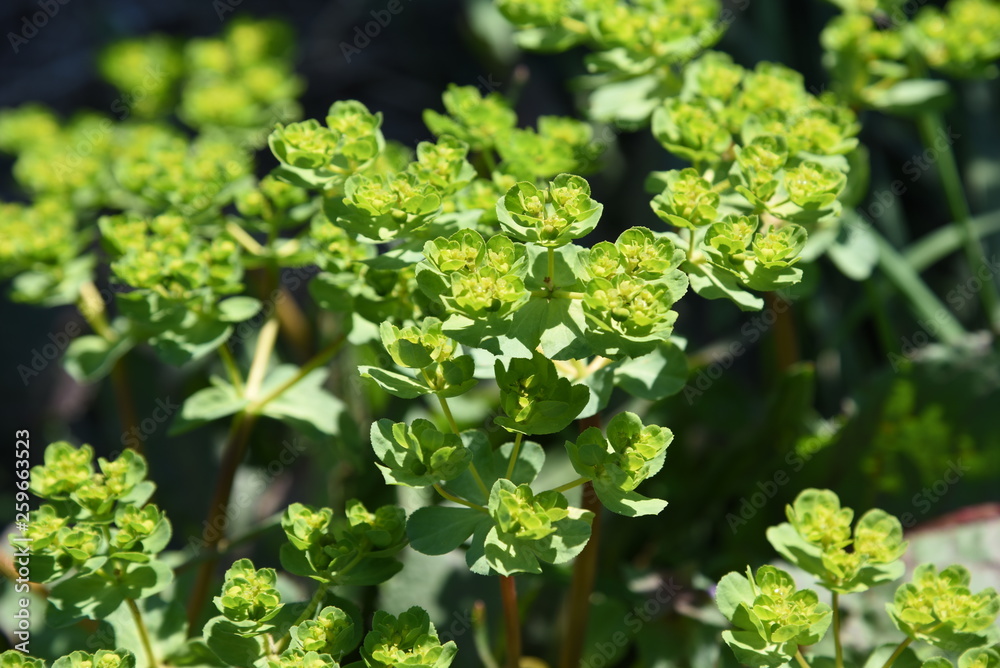 Spurge (Euphorbia helioscopia) Spurge (Euphorbia helioscopia)