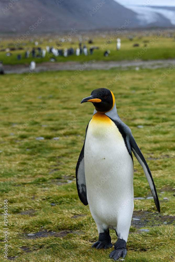 Fototapeta premium Portrait of confident King Penguin standing tall on the grass of the Salisbury Plain, large colony in the background, South Georgia