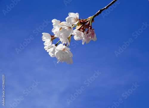 Fototapeta Naklejka Na Ścianę i Meble -  Delicate and beautiful cherry blossom on blue background. Sakura blossom. Japanese cherry blossom.