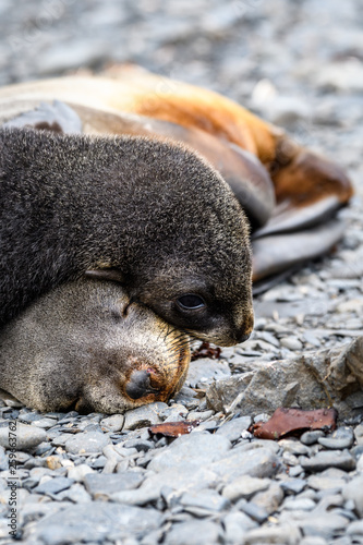 Adorable mother and pup fur seals cuddled up sleeping on rocky beach, Prion Island, South Georgia photo