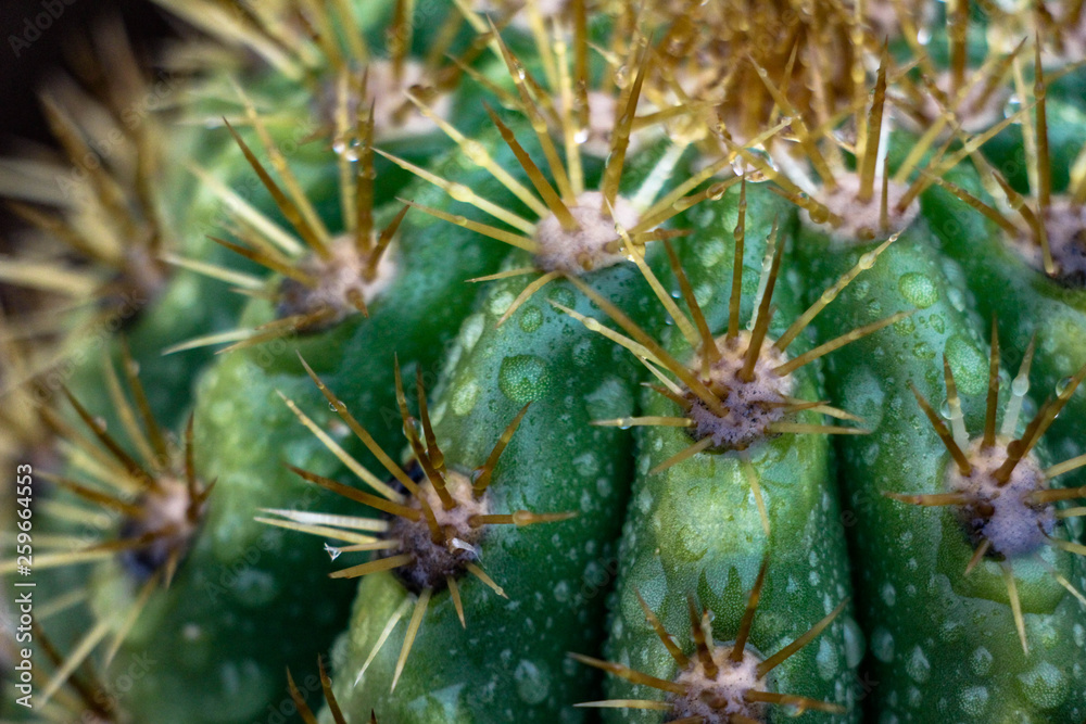 Close up of water dropplets on a barrel cactus in Scottsdale Arizona