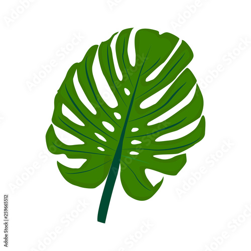 Vector. Tropical plant monstera isolated on white background