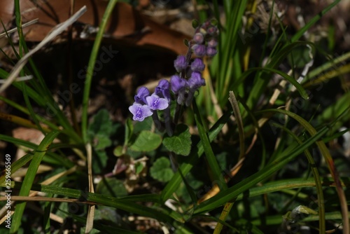 Scutellaria indica flowers photo