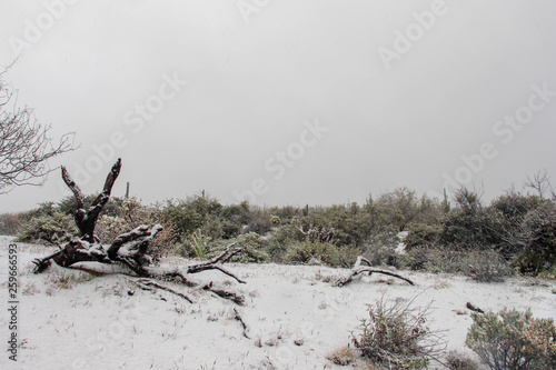 Snowy landscape in Scottsdale Arizona © DCA88