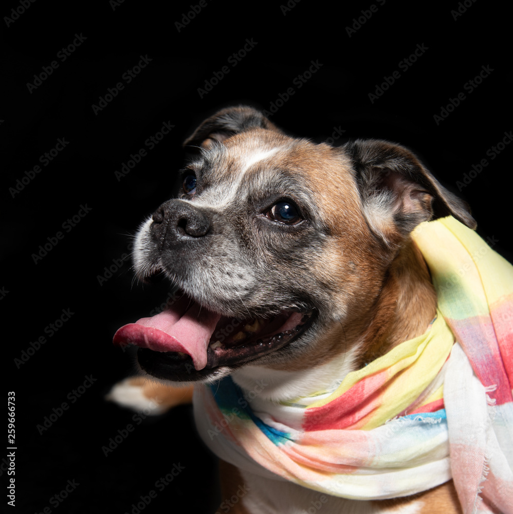 picture of a boxer dog on a black background