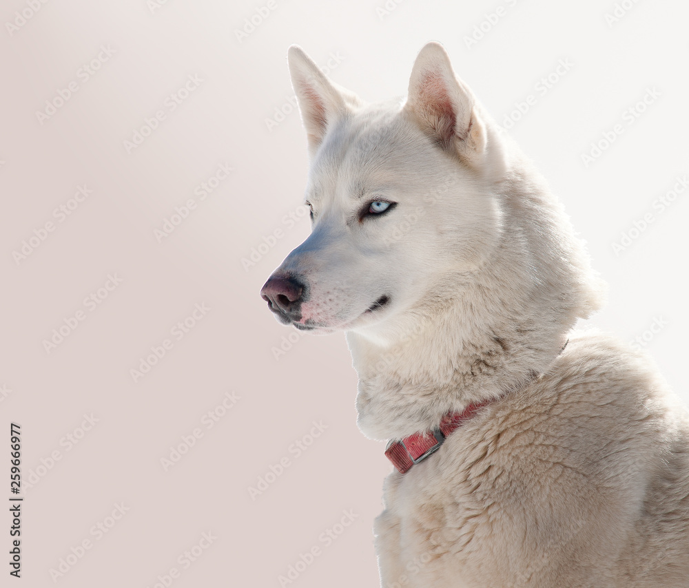 Portrait chien Husky Portrait chien Husky
