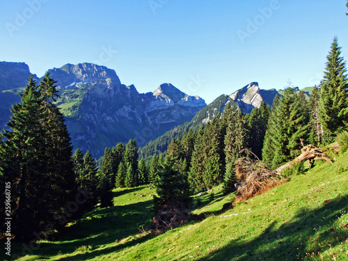 Trees and evergreen forests on the slopes of the Alviergruppe mountain range - Canton of St. Gallen, Switzerland photo