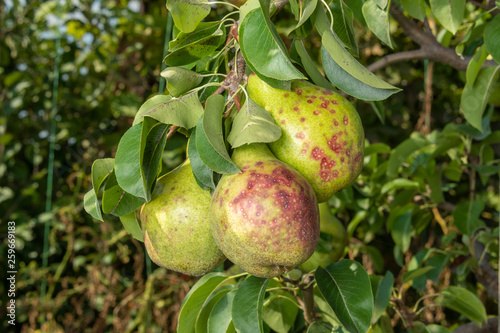 pear tree disease on leaves and fruits close up. Protection of the garden against fungus