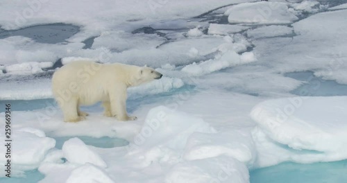 Polar Bear standing on broken sea ice 