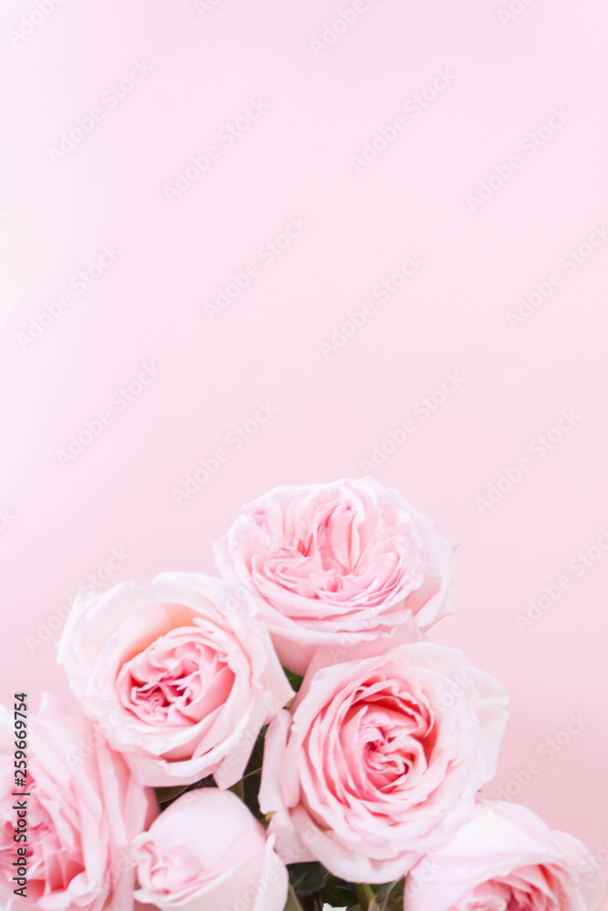 bouqet delicate pink roses on pink background bouqet delicate pink roses on pink background