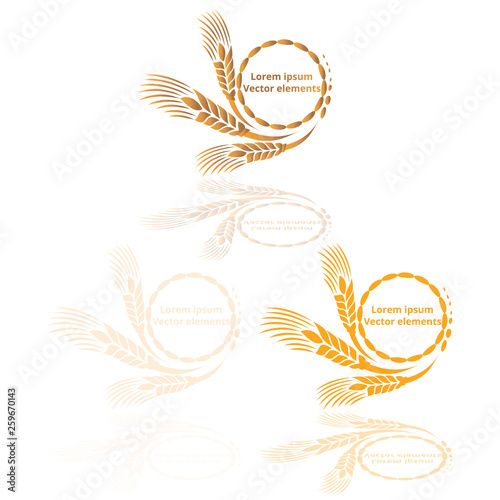 Wheat ears, oats or barley three vector logotypes set golden on white background