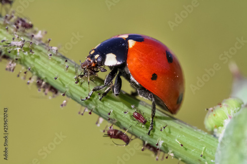 hunter ladybug 2 ..