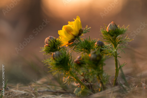 pheasant's eye, adonis vernalis, plant with yellow flowers blooming in early spring. Pheasant's eye flower , Adonis Vernalis. 