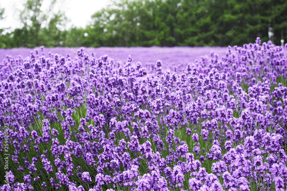 Lavender field, Hokkaido, Japan Lavender field, Hokkaido, Japan