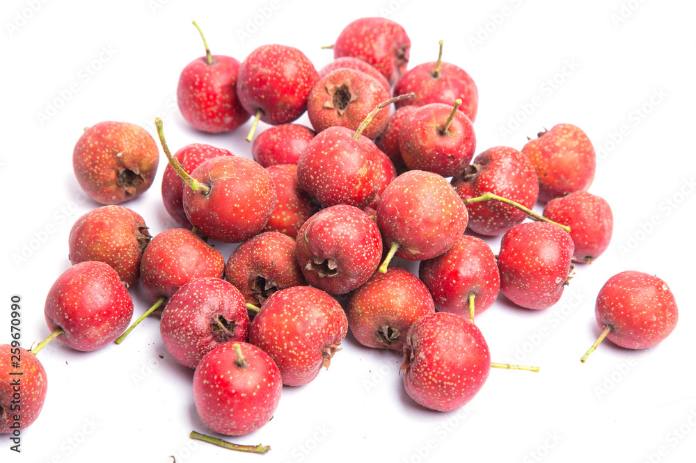 hawthorn hawthorn