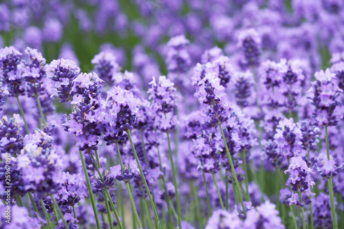 Lavender field  Hokkaido  Japan