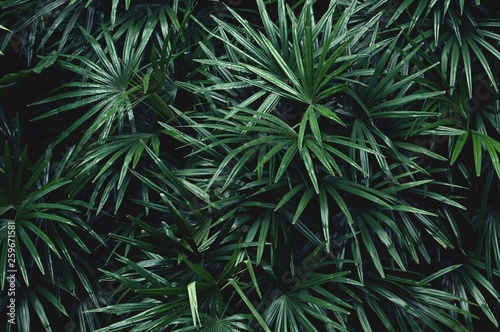 tropical leaf texture background  dark green foliage are shaped like tiny spikes 