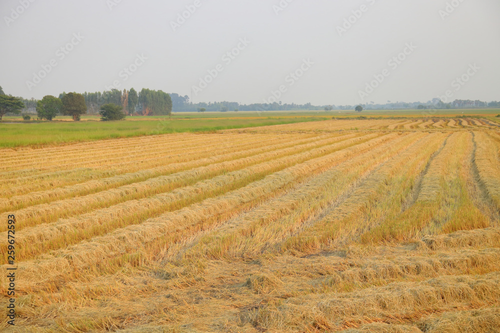 Paddy field in harvest season 