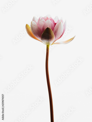 Bloom Tulip (Tulipa), Portrait, White Background