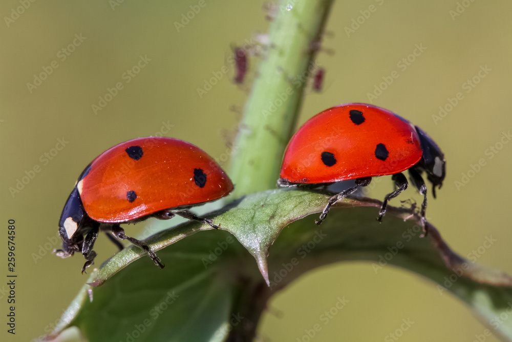 Obraz premium ladybug on green leaf 2 ..