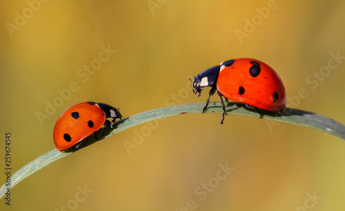 ladybug love . . .. ..