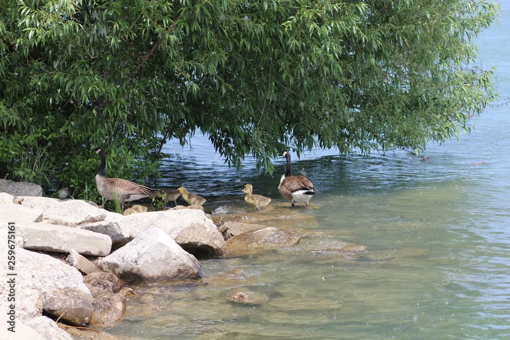 geese in water