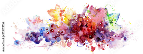 Red grapes, watercolor illustration, plant element for design and creativity. Branch of grapes. Handmade watercolors. Multi-colored grapes. © Алексей Панчин