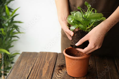 Woman setting out plant in pot on wooden table