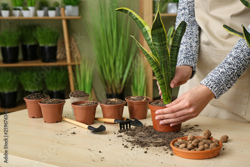 Woman setting out plant in pot at wooden table