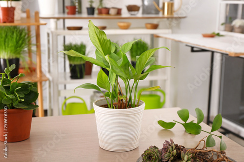 Pot with green houseplant on table in room