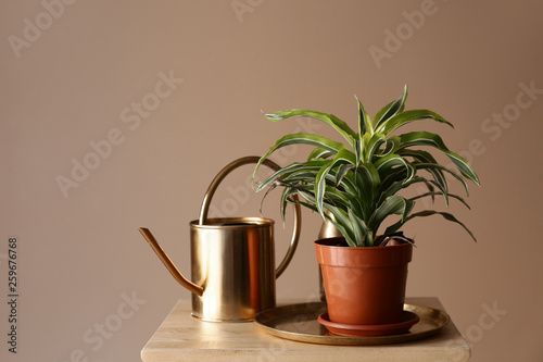 Plant in pot with watering can on stool against color background