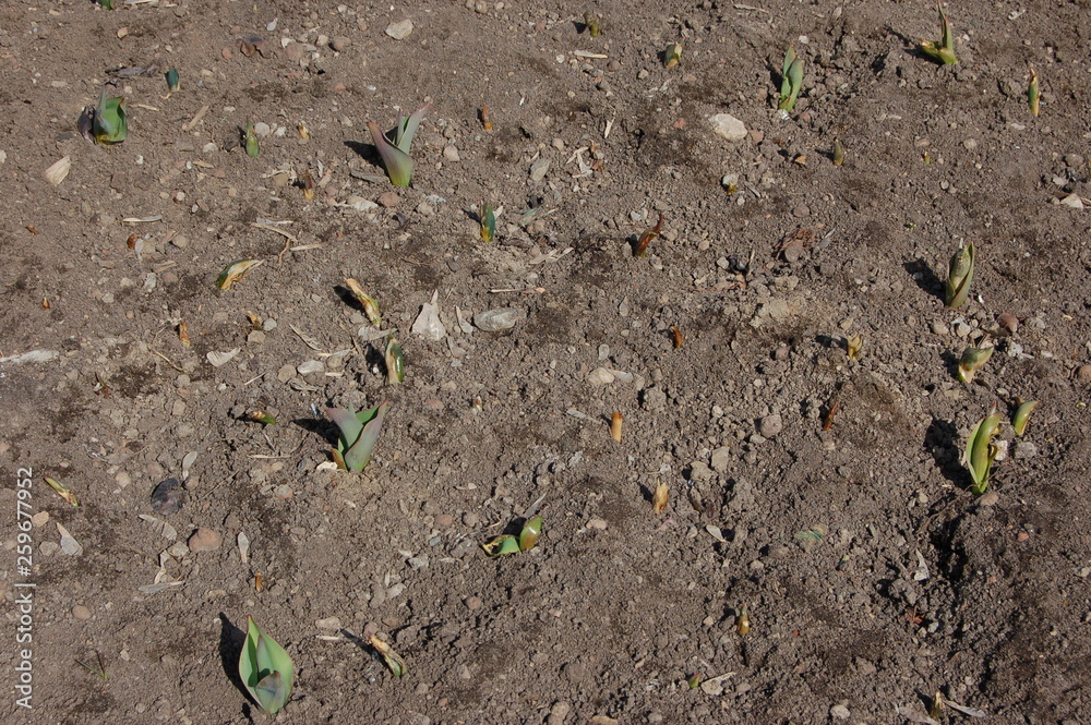 Young small flower sprouts in soil in spring Young small flower sprouts in soil in spring