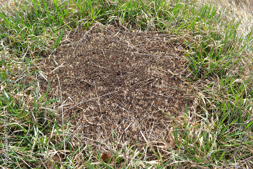 Anthill with ant Formica pratensis. Danger and slaves concept. Forest fire danger. Teamwork concept