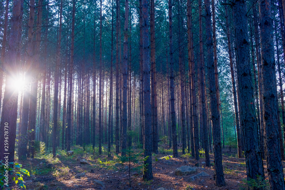 Obraz premium Pine grove at dawn.Sun ray