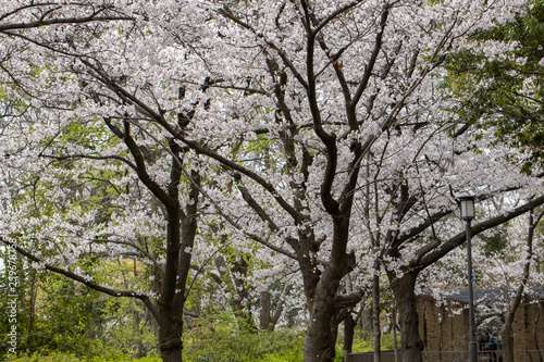 桜満開の大阪城