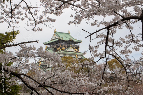 桜満開の大阪城